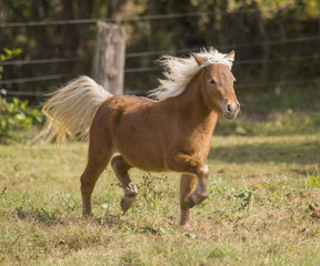 Fototapeta na wymiar Miniature horse running in paddock