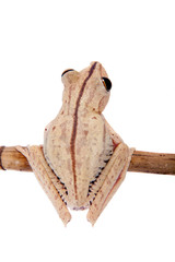 Troschel's tree frog, Hypsiboas calcaratus, on white