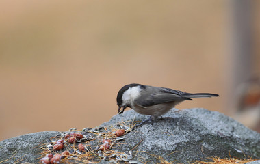 wildlife