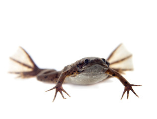 Naklejka premium Carvalho's Surinam toad on white