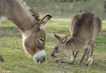 grazing Miniature Donkey and Kangaroo interact in pasture together