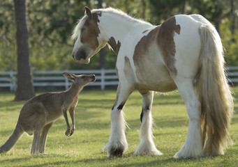 Obraz na płótnie Canvas Gypsy Horse with Kangaroo pasture buddy
