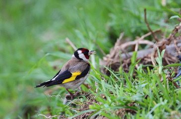 Wildlife