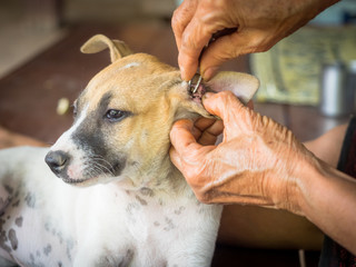 Old woman Cleaning dog ticks in dog's ears