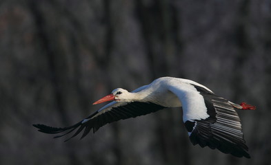 Fototapeta premium Wildlife