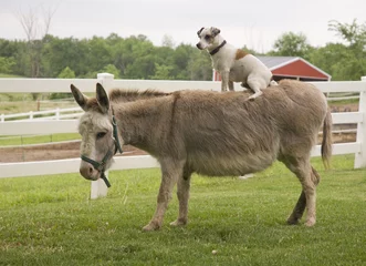 Tuinposter Jack Russel Terrier riding back of Miniature donkey © Mark J. Barrett