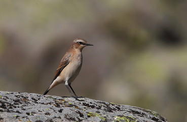 Wildlife