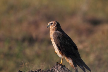 Wildlife