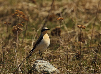 Wildlife