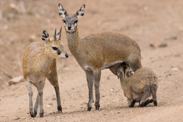 Fototapeta premium Klipspringer Family