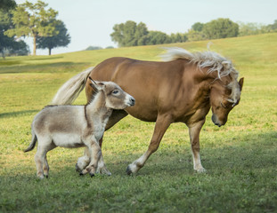 Haflinger horse and Miniature Donkey companions run in pasture