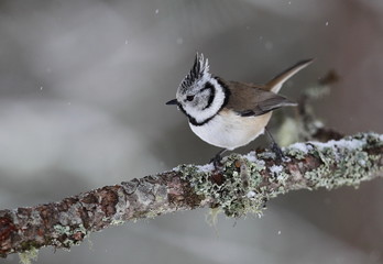 Obraz premium Wildlife