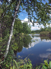 Берёза на берегу озера