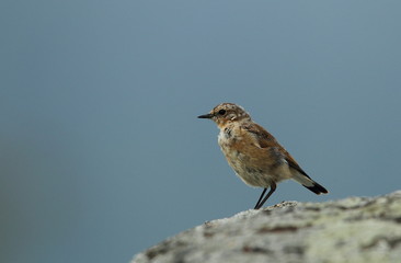 Wildlife