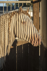 Gypsy Cob in stall with stripe shadows on face