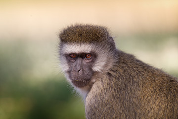 Wildlife