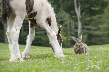 flemish giant rabbit and gypsy vanner horse foal graze clover