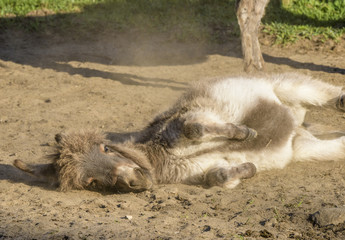 Lying miniature donkey foal