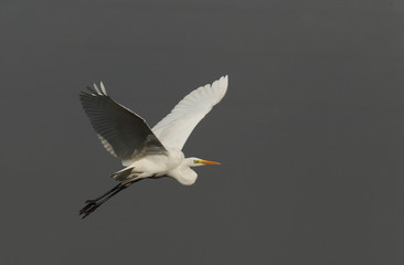 Wildlife