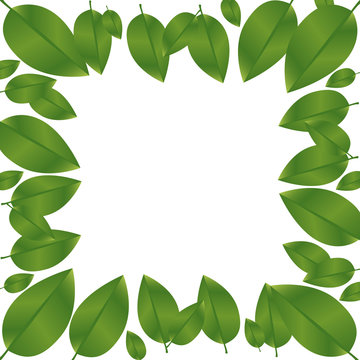 border green leaves with branch nature icon vector illustration