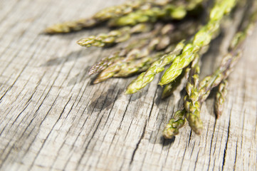 Garden asparagus (Asparagus officinalis)