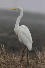Wildlife