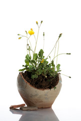 Dandelion in a broken ancient jug. White background.