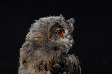 Uhu Jungtier, Studioaufnahme als Serie