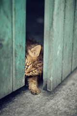 Little kitten peeping from inside the shed on the backyard