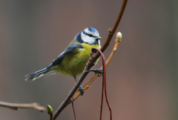 animal