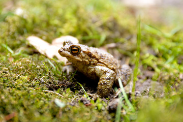 Frog Toad sitting in moss and leaves