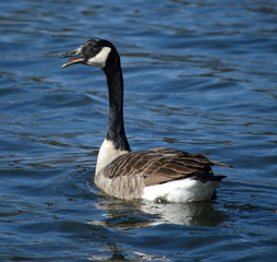 Goose yelling while swimming