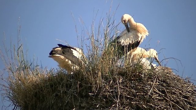 Federnpflege beim Storchennachwuchs im Nest (Gro&szlig;aufnahme)