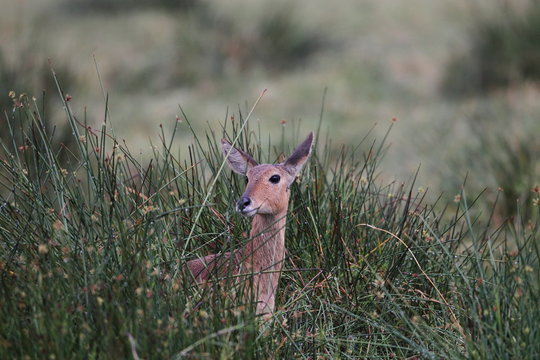animal