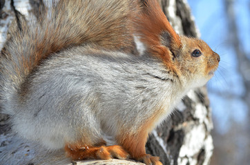 Obraz premium Белка на дереве.