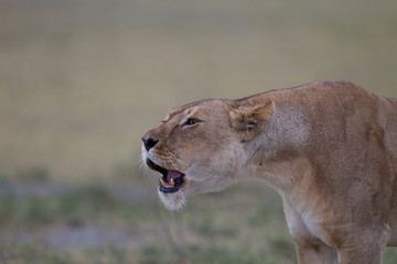 animal