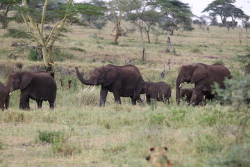 Fototapeta premium animal