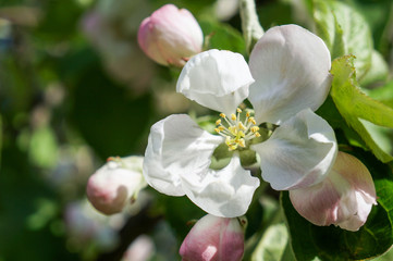 Branch of a blossoming Apple tree in spring garden