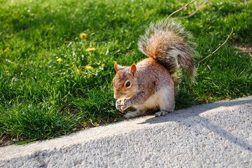 squirrel in the park green grass springtime