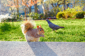 squirrel in the park green grass springtime
