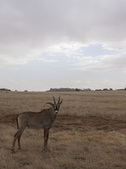 Antelope 