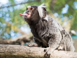 Monky with sticking out tongue