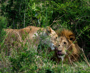 Fototapeta na wymiar Lions of Masai Mara and Serengeti
