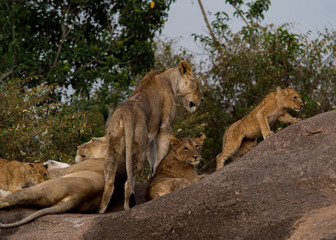 Lions of Masai Mara and Serengeti
