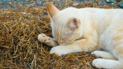 The cat sleeping on hay, The cat was shy