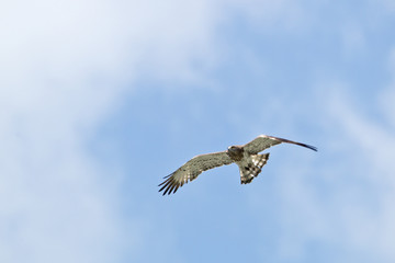 animal
