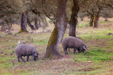 Group of Iberian pig in the meadow, Spain