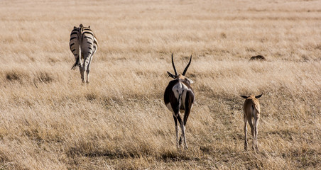 Antelopes walking