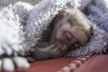 Monkey sleeping 