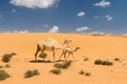 White arabian camel with foal in the desert, Morocco 